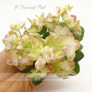 N-Selioniy Tchay - 0 0 0 a disponibil iunie 2024