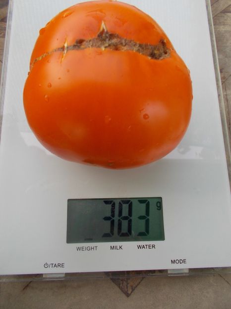  - SEMINTE ROSII - T 1083 ALTAI ORANGE