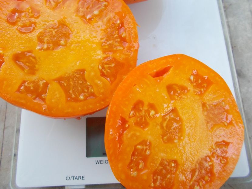  - SEMINTE ROSII - T 1083 ALTAI ORANGE