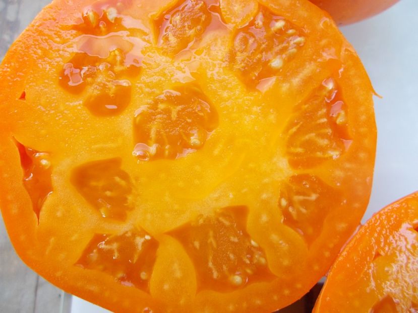  - SEMINTE ROSII - T 1083 ALTAI ORANGE