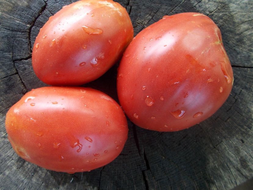  - SEMINTE ROSII - T 1067 KARDINAL