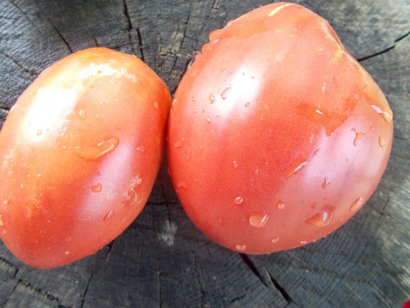  - SEMINTE ROSII - T 1067 KARDINAL