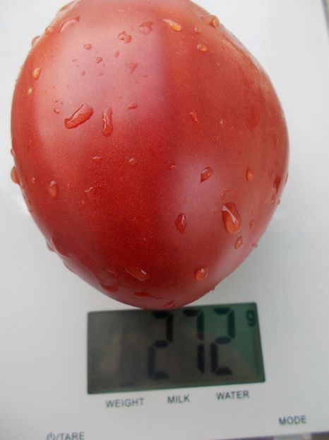  - SEMINTE ROSII - T 1067 KARDINAL