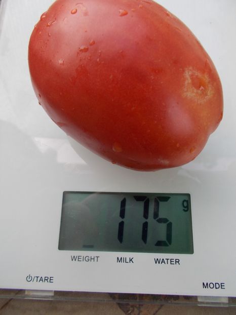  - SEMINTE ROSII - T 1067 KARDINAL