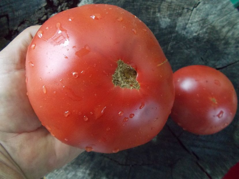  - SEMINTE ROSII - T 1073 BIG DIPPER