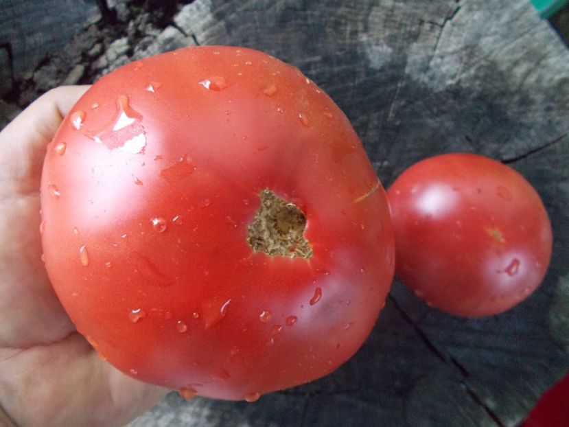  - SEMINTE ROSII - T 1073 BIG DIPPER