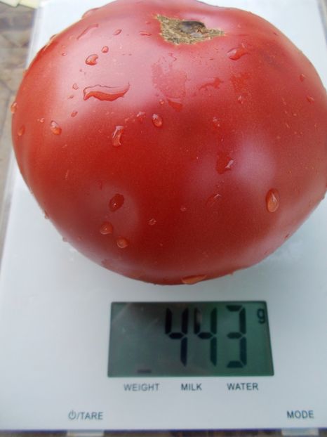  - SEMINTE ROSII - T 1073 BIG DIPPER