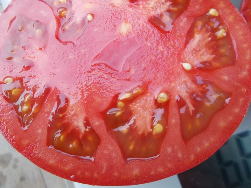  - SEMINTE ROSII - T 1073 BIG DIPPER