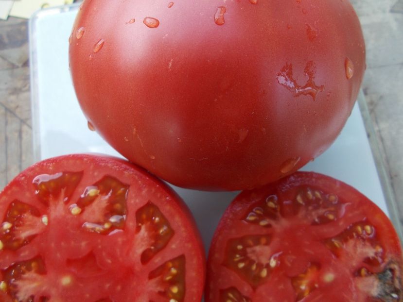  - SEMINTE ROSII - T 1073 BIG DIPPER