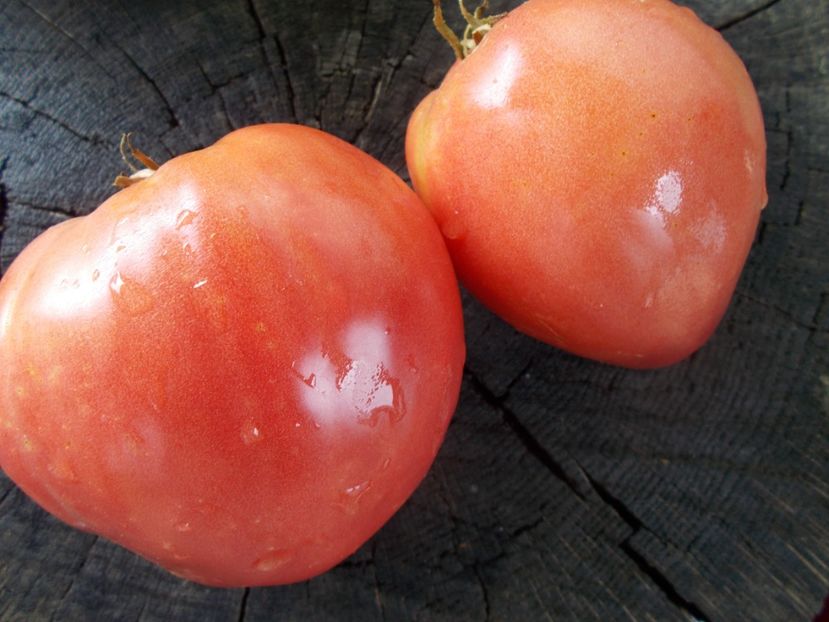  - SEMINTE ROSII - T 1061 BIDEN HEART