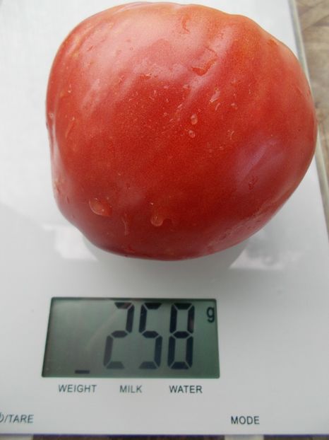  - SEMINTE ROSII - T 1061 BIDEN HEART