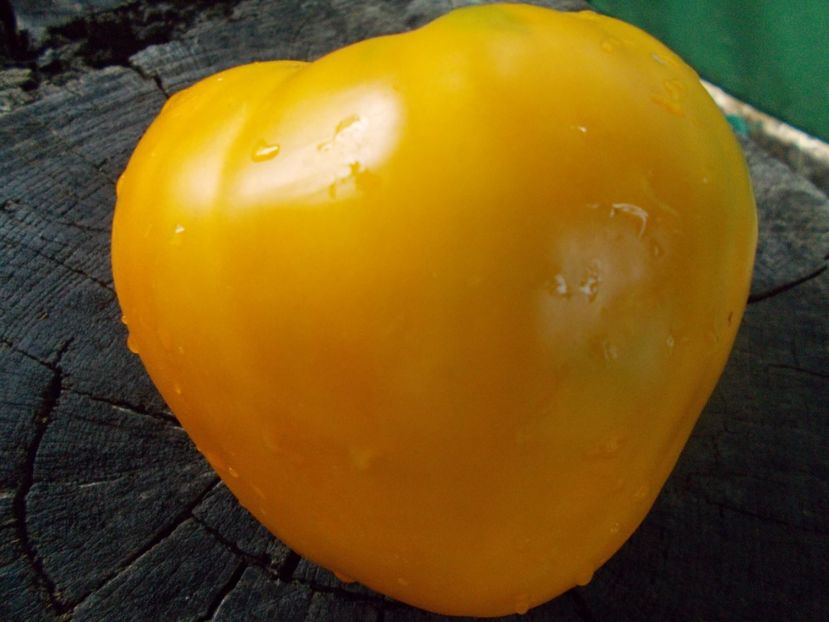  - SEMINTE ROSII - T 1084 GOLDEN CASKET