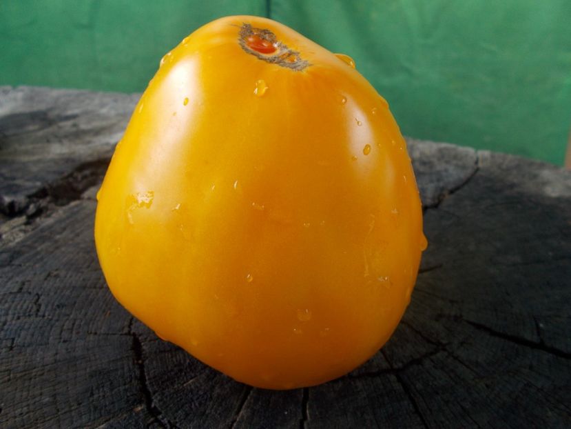  - SEMINTE ROSII - T 1084 GOLDEN CASKET