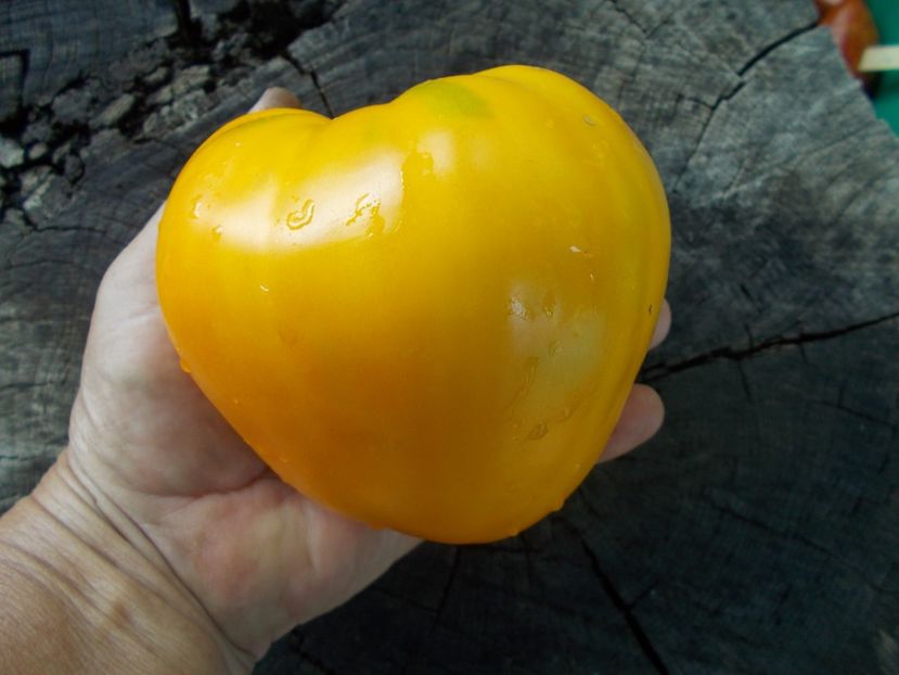  - SEMINTE ROSII - T 1084 GOLDEN CASKET