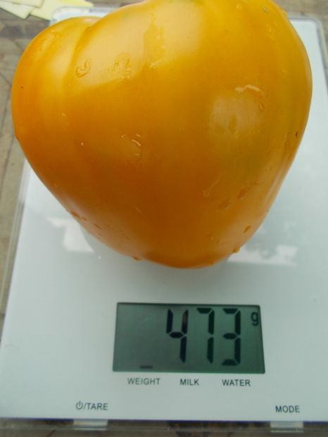  - SEMINTE ROSII - T 1084 GOLDEN CASKET