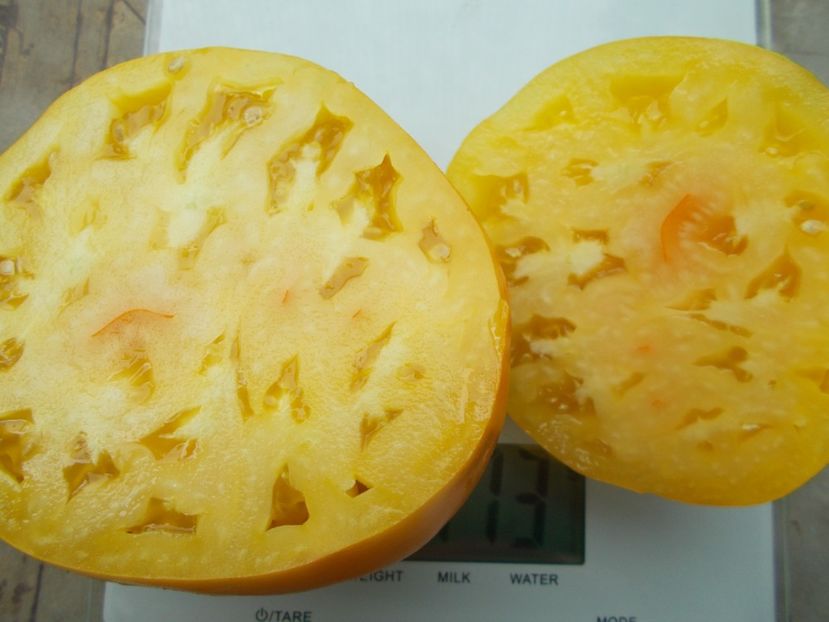  - SEMINTE ROSII - T 1084 GOLDEN CASKET