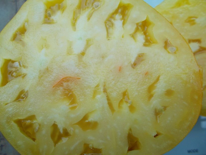  - SEMINTE ROSII - T 1084 GOLDEN CASKET