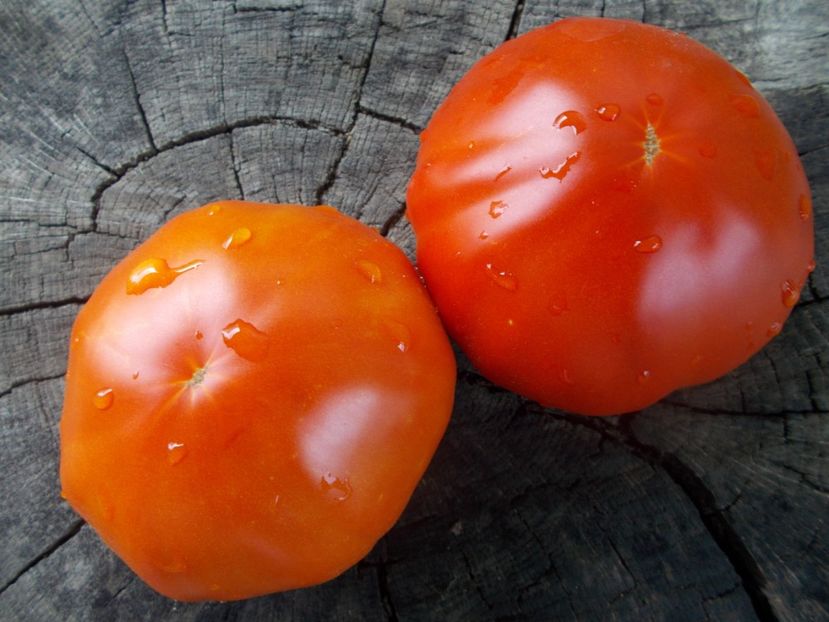  - SEMINTE ROSII - T 1031 ROSIE DE BONTIDA