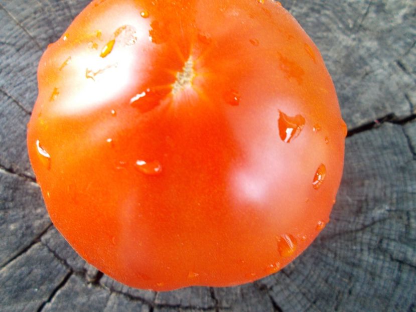  - SEMINTE ROSII - T 1031 ROSIE DE BONTIDA