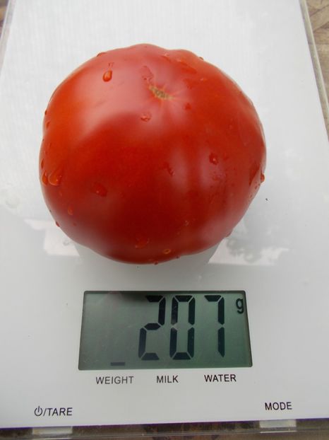  - SEMINTE ROSII - T 1031 ROSIE DE BONTIDA