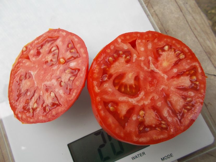  - SEMINTE ROSII - T 1031 ROSIE DE BONTIDA