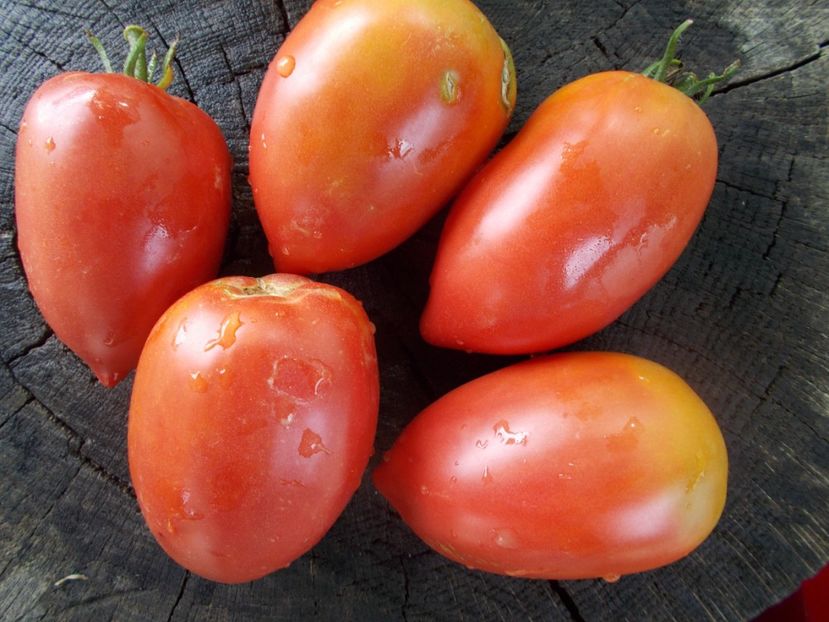  - SEMINTE ROSII - T 1059 RASPBERRY TOMATO PEPPER