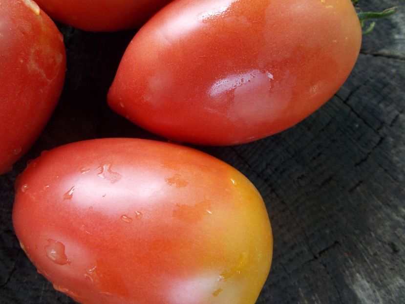  - SEMINTE ROSII - T 1059 RASPBERRY TOMATO PEPPER