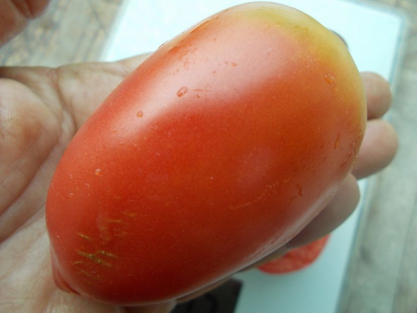  - SEMINTE ROSII - T 1059 RASPBERRY TOMATO PEPPER