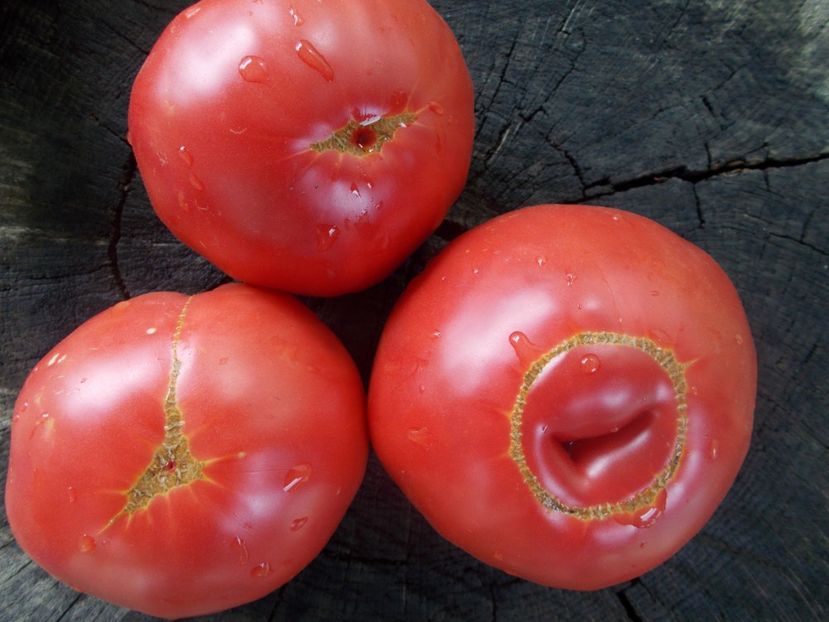  - SEMINTE ROSII - T 1028 ROSII DE SUCEAVA