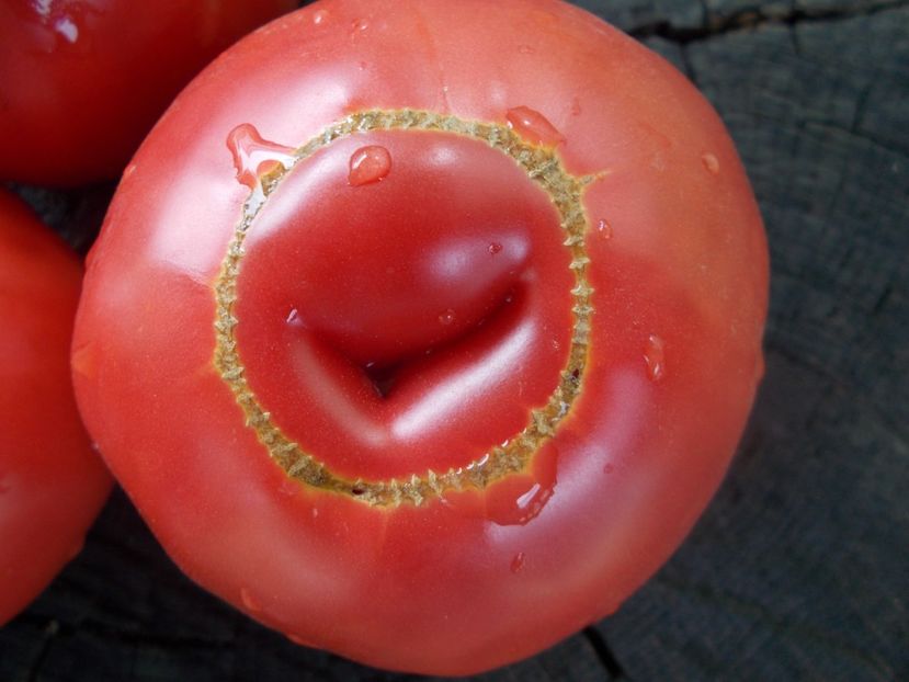  - SEMINTE ROSII - T 1028 ROSII DE SUCEAVA