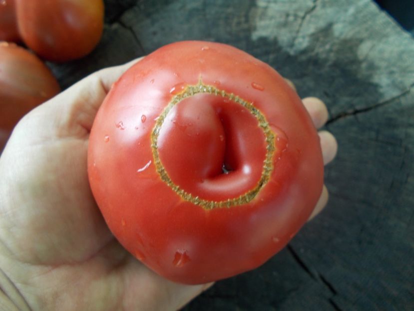  - SEMINTE ROSII - T 1028 ROSII DE SUCEAVA