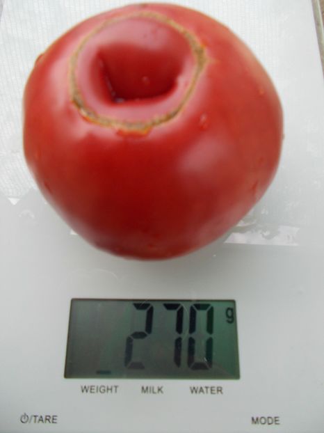  - SEMINTE ROSII - T 1028 ROSII DE SUCEAVA