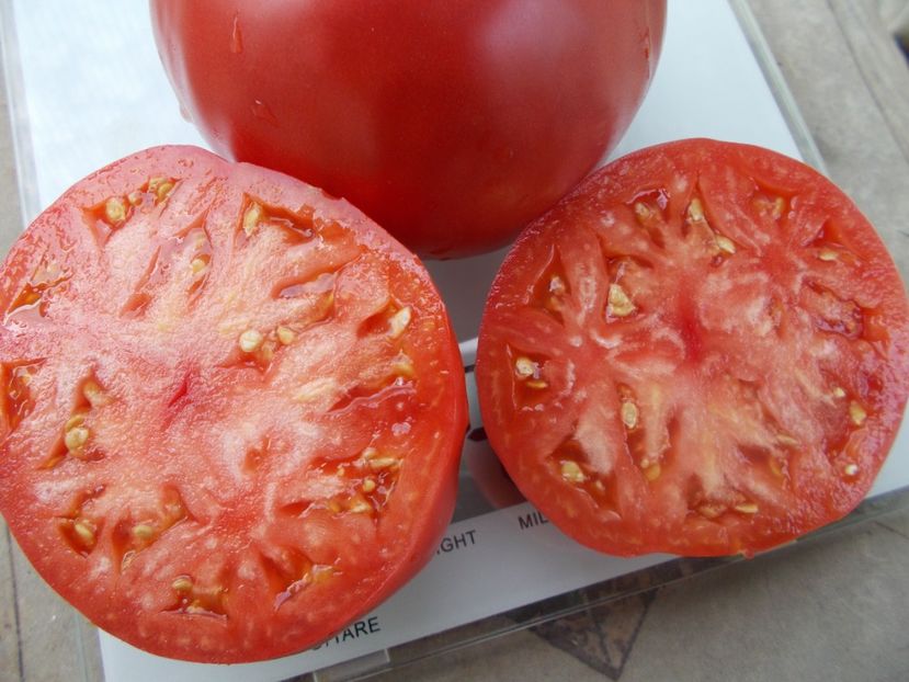  - SEMINTE ROSII - T 1028 ROSII DE SUCEAVA