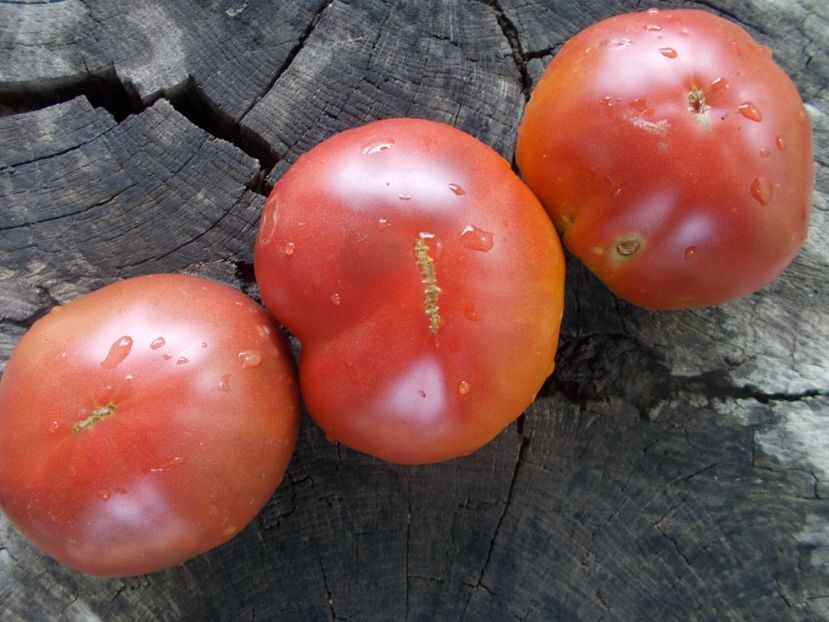  - SEMINTE ROSII - T 1060 CHOCOLATE AMAZON