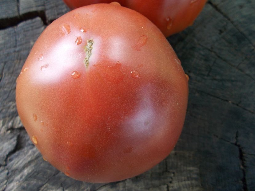  - SEMINTE ROSII - T 1060 CHOCOLATE AMAZON