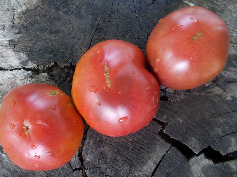  - SEMINTE ROSII - T 1060 CHOCOLATE AMAZON