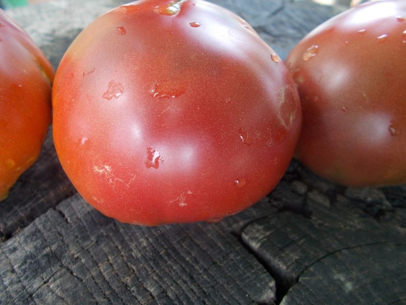  - SEMINTE ROSII - T 1060 CHOCOLATE AMAZON