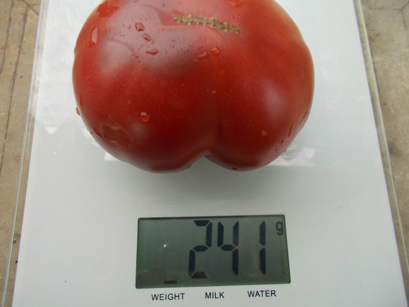  - SEMINTE ROSII - T 1060 CHOCOLATE AMAZON