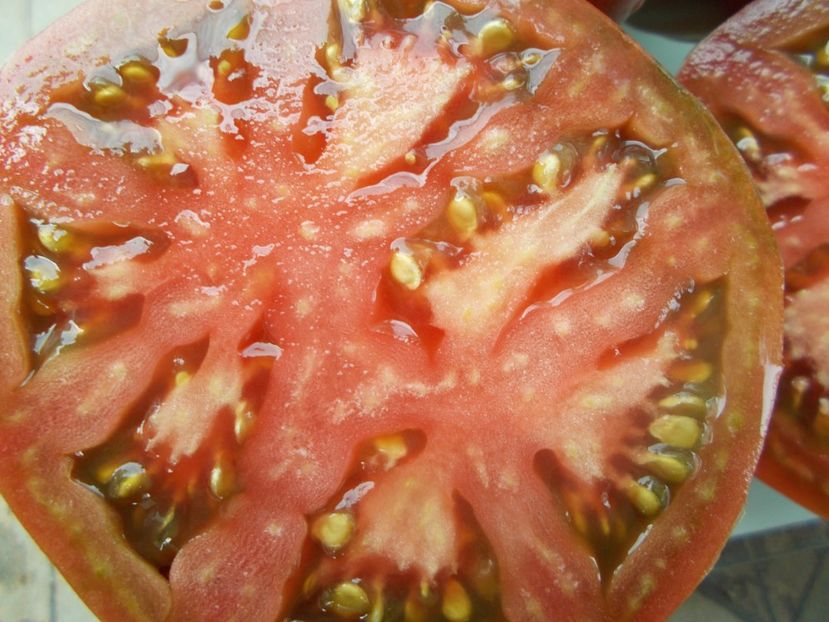  - SEMINTE ROSII - T 1060 CHOCOLATE AMAZON