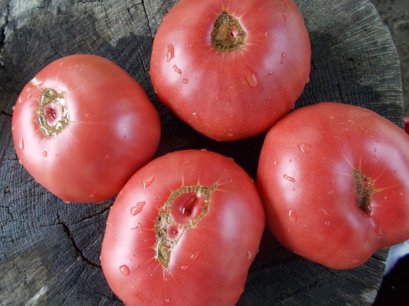  - SEMINTE ROSII - T 1087 EL AMAR