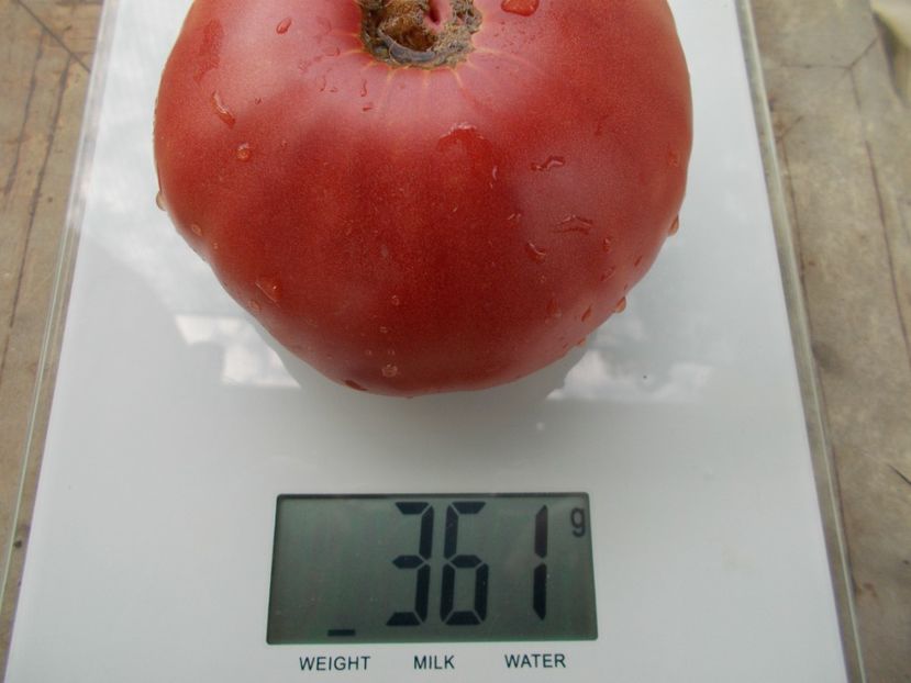  - SEMINTE ROSII - T 1087 EL AMAR