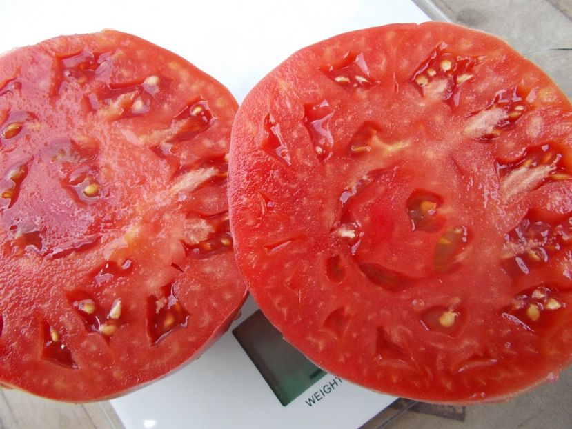  - SEMINTE ROSII - T 1087 EL AMAR