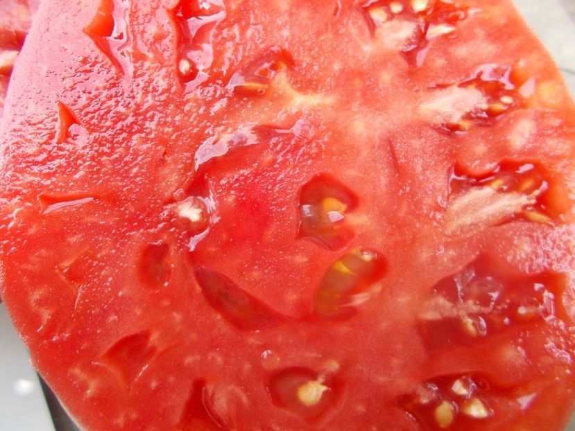  - SEMINTE ROSII - T 1087 EL AMAR