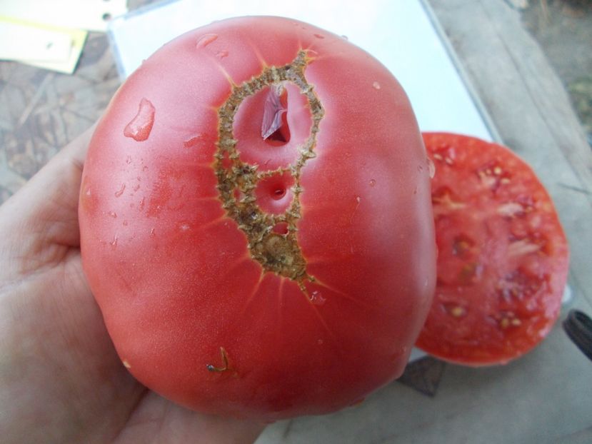  - SEMINTE ROSII - T 1087 EL AMAR