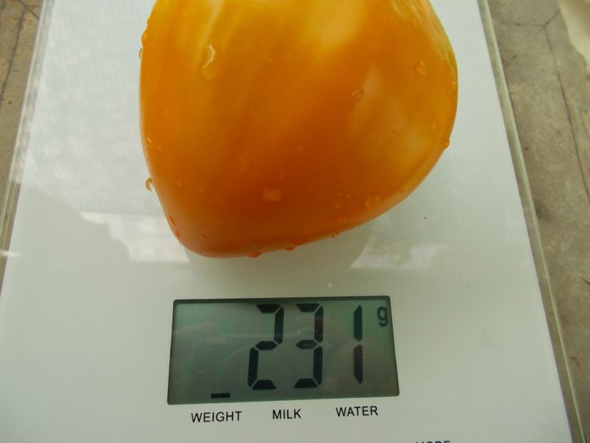  - SEMINTE ROSII - T 1136 MOON DELIGHT- LUNAR DELIGHT