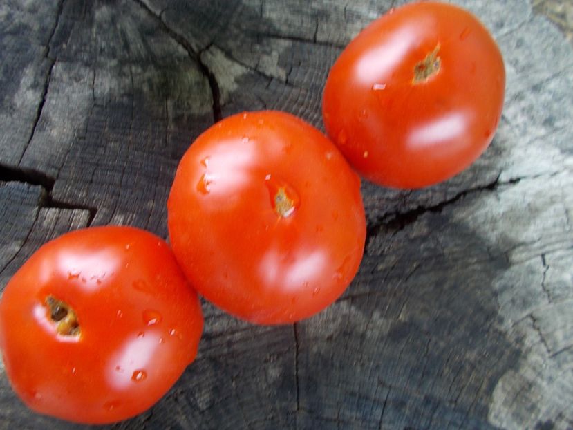  - SEMINTE ROSII - T 1026 AURORA