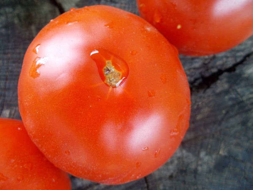  - SEMINTE ROSII - T 1026 AURORA