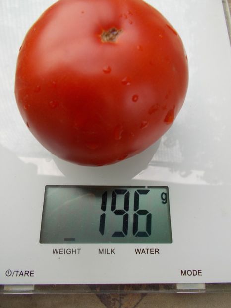  - SEMINTE ROSII - T 1026 AURORA