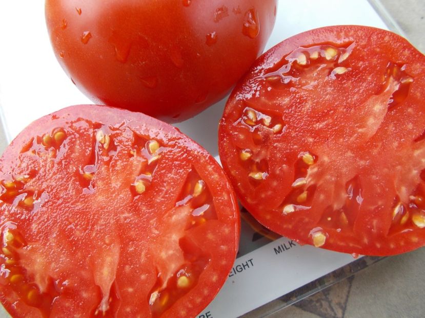  - SEMINTE ROSII - T 1026 AURORA