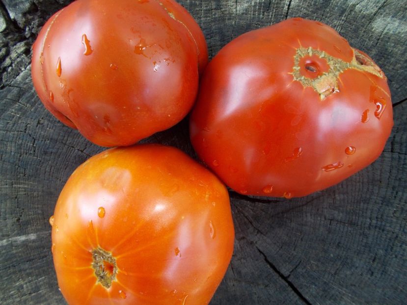  - SEMINTE ROSII - T 1027 ROSIE BOIEREASCA